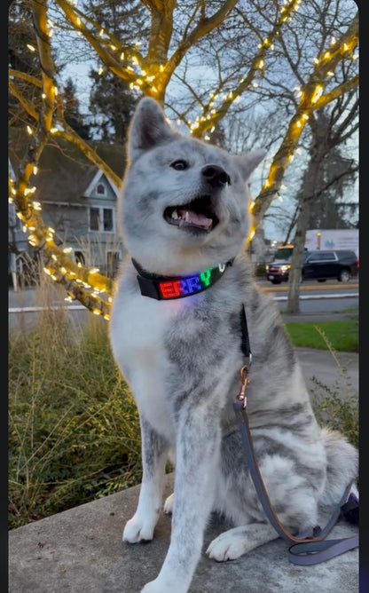DogDisplay Pro