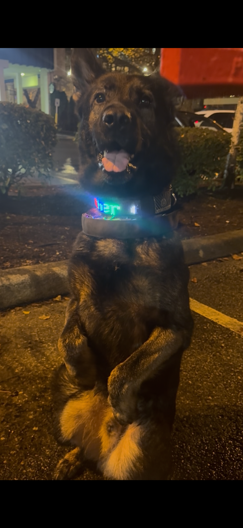 DogDisplay Pro