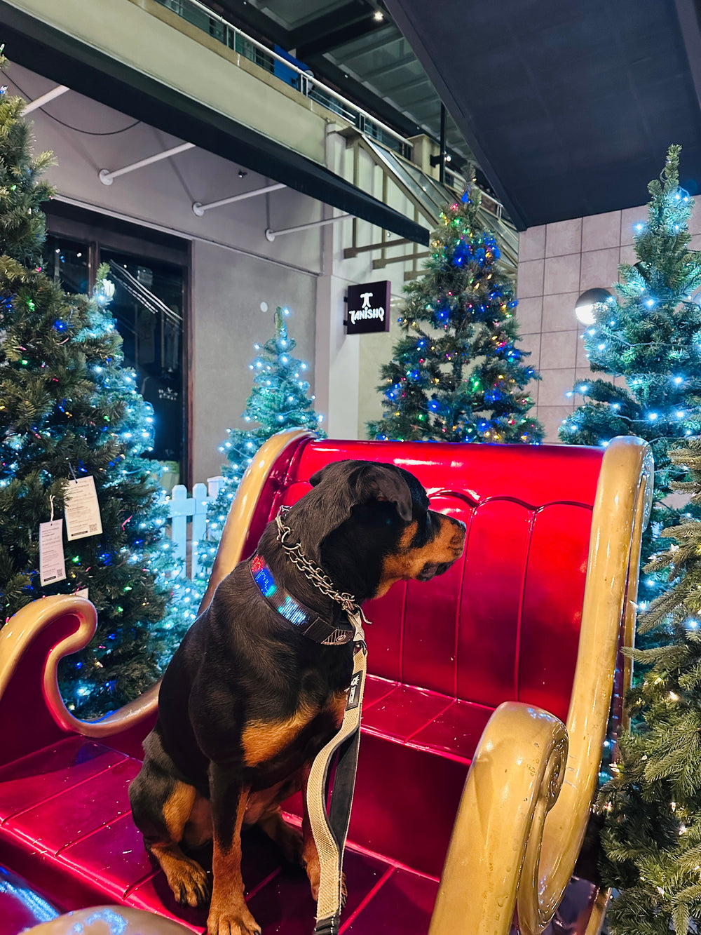 DogDisplay Pro