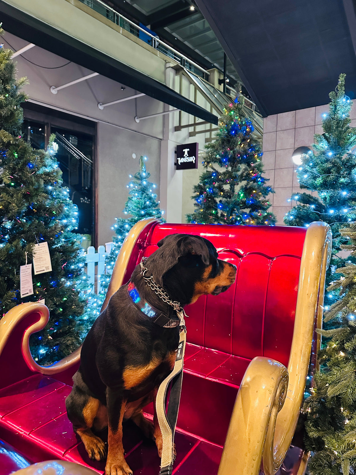 DogDisplay Pro