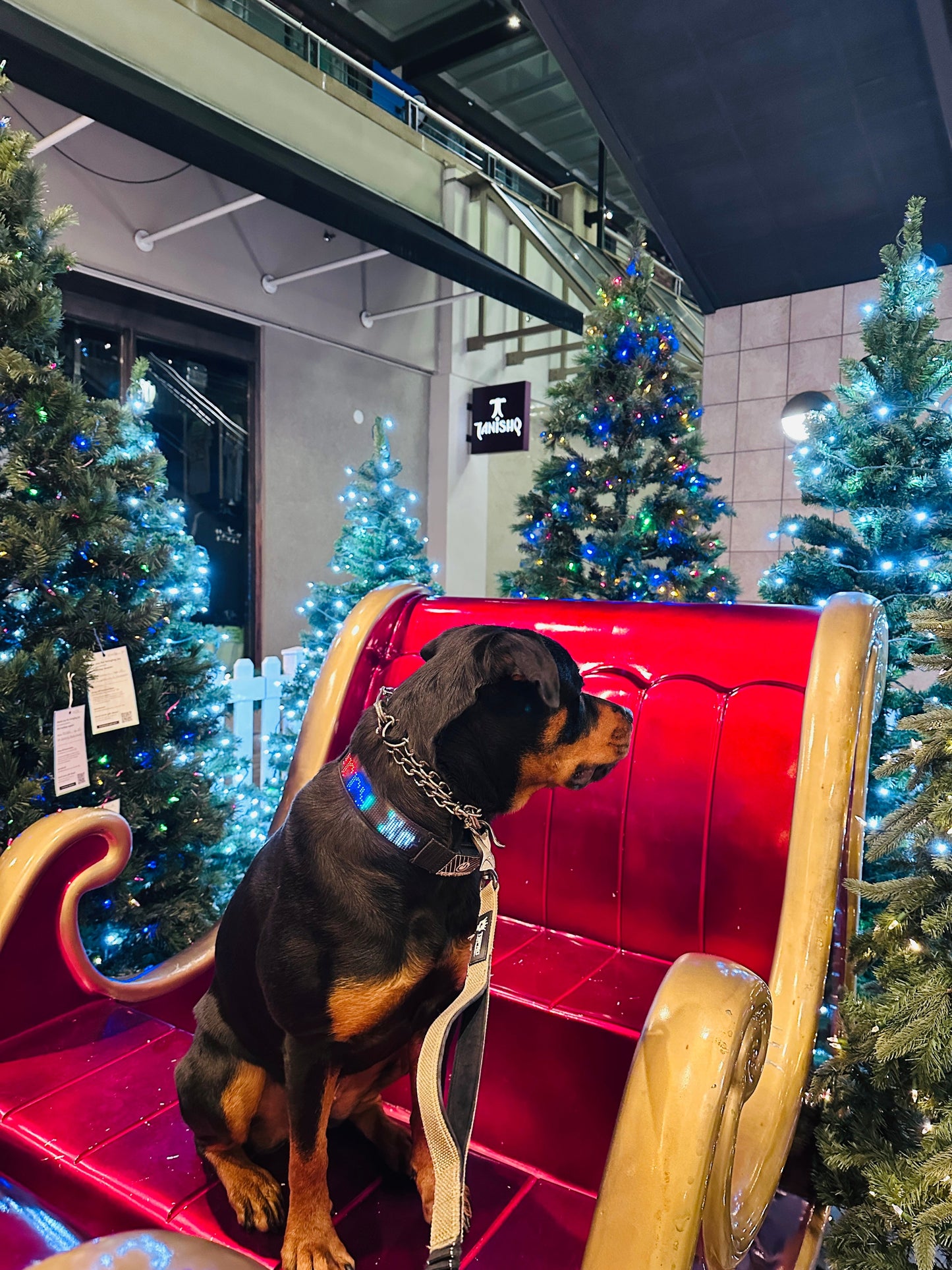 DogDisplay Pro